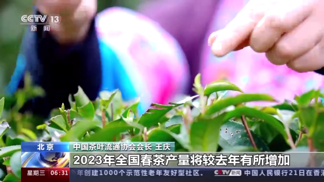 今年春茶全面(mian)開采 開采期較(jiào)去年提前