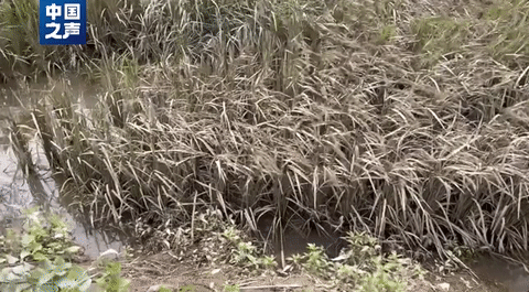 五常大米受(shou)災,影響如何(hé)?幾組數據講(jiǎng)清→