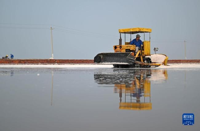 天(tian)津:千年鹽(yán)場迎豐收(shou)