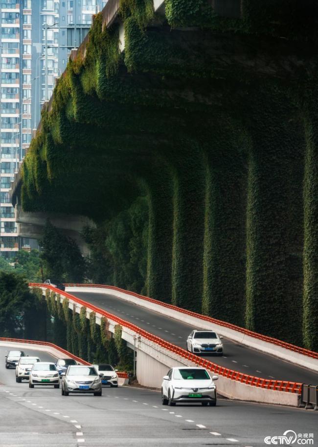 2025年12月7日，成(cheng)都，高架橋下(xia)爬滿碧綠的(de)爬山虎。視覺(jiào)中國