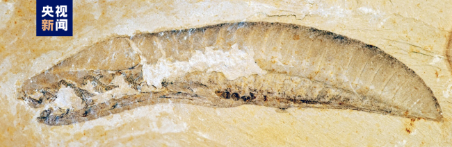 2022年度(du)中國古(gǔ)生物學(xue)十大進(jìn)展發布(bù)